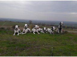 Emilio vom Hause Fiedanu