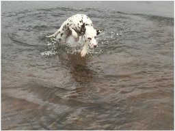 Emilio vom Hause Fiedanu