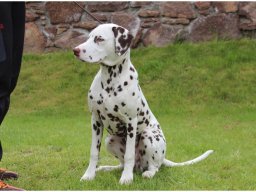 Emilio vom Hause Fiedanu