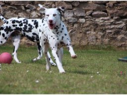 Emilio vom Hause Fiedanu