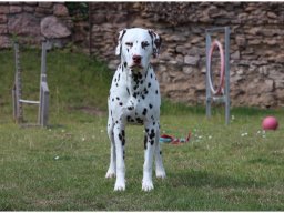 Emilio vom Hause Fiedanu