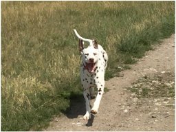 Emilio vom Hause Fiedanu