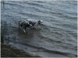 Emilio vom Hause Fiedanu