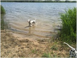 Emilio vom Hause Fiedanu