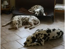 Emilio vom Hause Fiedanu