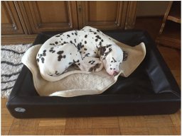 Emilio vom Hause Fiedanu