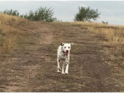 Emilio vom Hause Fiedanu