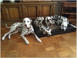 Emilio vom Hause Fiedanu