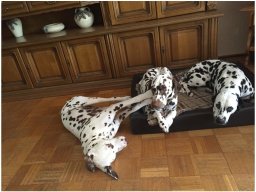 Emilio vom Hause Fiedanu