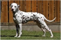 Emilio vom Hause Fiedanu