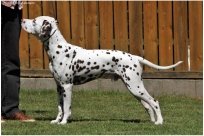 Emilio vom Hause Fiedanu