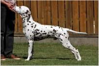 Emilio vom Hause Fiedanu