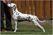 Emilio vom Hause Fiedanu