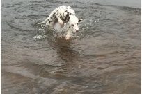 Emilio vom Hause Fiedanu