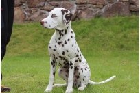 Emilio vom Hause Fiedanu