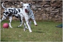 Emilio vom Hause Fiedanu