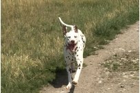 Emilio vom Hause Fiedanu