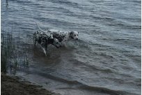 Emilio vom Hause Fiedanu