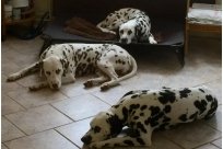 Emilio vom Hause Fiedanu