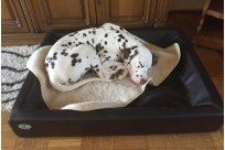 Emilio vom Hause Fiedanu