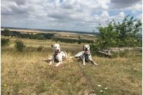 Emilio vom Hause Fiedanu