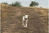 Emilio vom Hause Fiedanu