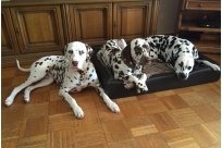 Emilio vom Hause Fiedanu