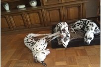 Emilio vom Hause Fiedanu