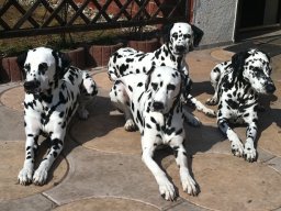 Abby vom Hause Fiedanu „Abby“