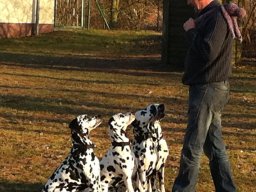 Abby vom Hause Fiedanu „Abby“