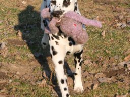 Abby vom Hause Fiedanu „Abby“