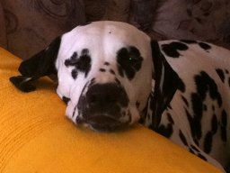 Abby vom Hause Fiedanu „Abby“