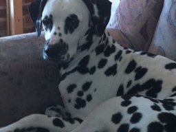 Abby vom Hause Fiedanu „Abby“