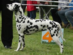 Abby vom Hause Fiedanu „Abby“