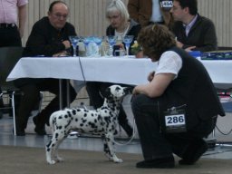 Abby vom Hause Fiedanu „Abby“