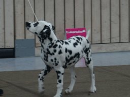 Abby vom Hause Fiedanu „Abby“