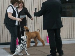 Abby vom Hause Fiedanu „Abby“