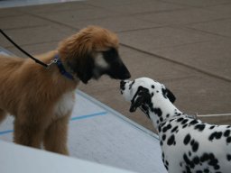 Abby vom Hause Fiedanu „Abby“