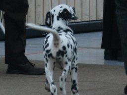 Abby vom Hause Fiedanu „Abby“