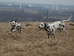Abby vom Hause Fiedanu „Abby“