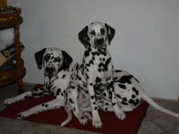 Abby vom Hause Fiedanu „Abby“