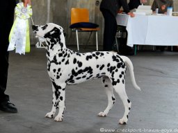 Abby vom Hause Fiedanu „Abby“