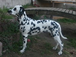 Abby vom Hause Fiedanu „Abby“