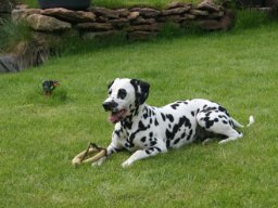 Abby vom Hause Fiedanu „Abby“