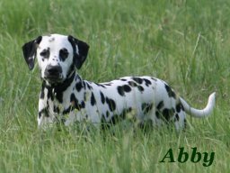Abby vom Hause Fiedanu „Abby“