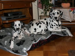 Abby vom Hause Fiedanu „Abby“