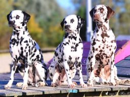 Abby vom Hause Fiedanu „Abby“