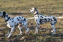 Abby vom Hause Fiedanu „Abby“