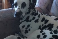 Abby vom Hause Fiedanu „Abby“