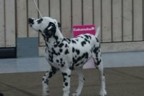 Abby vom Hause Fiedanu „Abby“